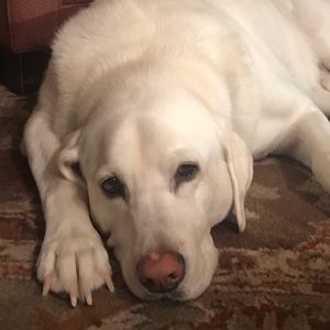 Meet your Posher, Tess